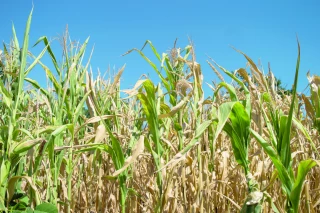 Différencier la matière sèche de la plante et des grains