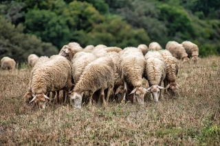 Gale ovine : mieux vaut la repérer tôt pour limiter les dégâts