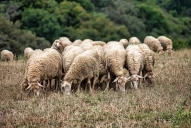 Gale ovine : mieux vaut la repérer tôt pour limiter les dégâts