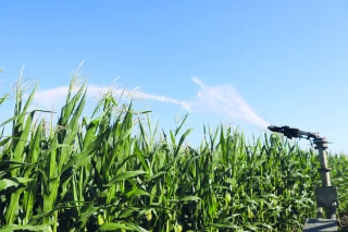 Un déficit hydrique exceptionnellement marqué pour les cultures d’été