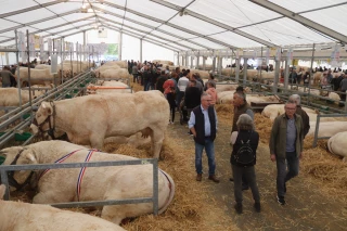 La Fête du charolais se prépare sous contraintes sanitaires