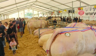 La Fête du charolais surmonte les contraintes de la DNC