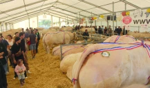 La Fête du charolais surmonte les contraintes de la DNC