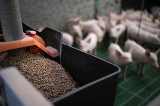 Comment nourrir les animaux jusqu’à la prochaine récolte de fourrages ?