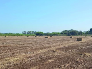 Pour faire face au manque de fourrage, 1 000 tonnes de paille de riz doivent remonter de Camargue