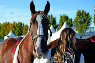 En 25 ans, le Sommet de l'élevage a perdu 70 % d'éleveurs de chevaux 
