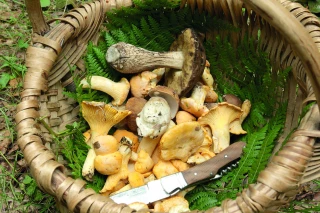 Dans la Loire, pourra-t-on cueillir des champignons ?