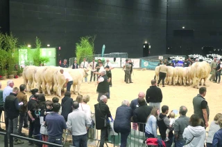 Une Fête du charolais remaniée,  mais bien au rendez-vous