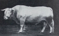 Comment la Loire s’est-elle imposée dans l’histoire de l’élevage charolais ?