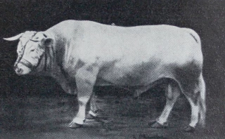 Comment la Loire s’est-elle imposée dans l’histoire de l’élevage charolais ?