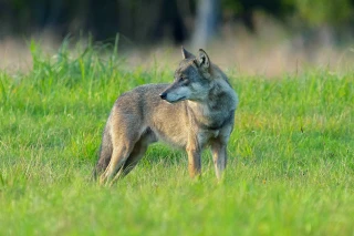 Attaques de loups dans la Loire : la FDSEA réclame davantage de moyens de défense