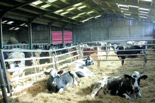 Comment améliorer le confort des vaches laitières en bâtiment ?