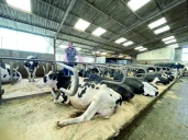 Le temps de couchage, un indicateur clé du confort des vaches laitières