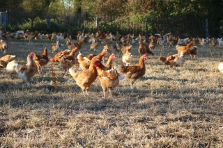 La demande en poulets stimule l’activité de Vert Forez