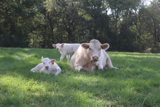 Comment sauver la filière bovine Auvergne-Rhône-Alpes ? 