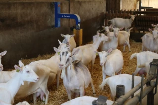 Quelles sont les clefs pour réussir son installation en élevage caprin ?