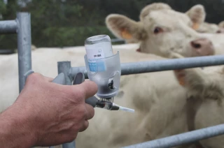 Dermatose : dernières heures pour solliciter le fonds d'urgence 