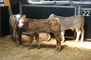 L’Espagne accepte l’importation de bovins vaccinés 