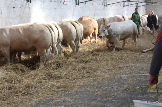 Le comice de Feurs accueillera bien des bovins, sous conditions