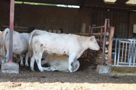 La litière, alliée du bien-être animal