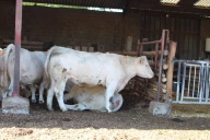 La litière, alliée du bien-être animal