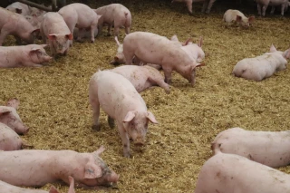 Comment enrichir le milieu de vie des porcs en bâtiment ? 
