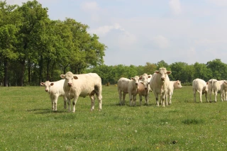 Une journée de vente de bovins charolais organisée le 27 février