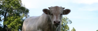 Une journée de vente de bovins charolais organisée le 27 février