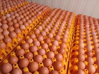 La filière œufs sous tension face à une consommation en hausse