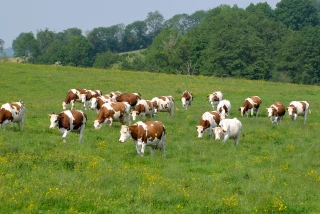 Pluies et températures en hausse : comment adapter la fertilisation et la mise à l’herbe dans la Loire ?