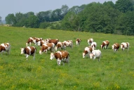 Pluies et températures en hausse : comment adapter la fertilisation et la mise à l’herbe dans la Loire ?
