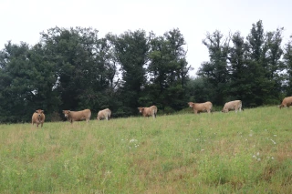 Apports de fertilisants : comment s’adapter à la météo et à la portance des sols fin février dans la Loire ? 