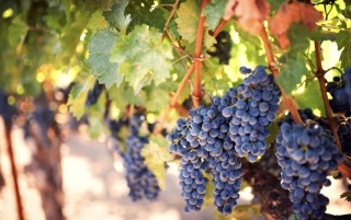 « Il est normal que nous soyons aux côtés des agriculteurs »