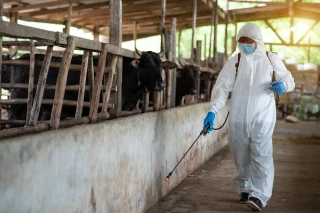 Mouches et insectes en élevage : comment limiter leur impact au printemps