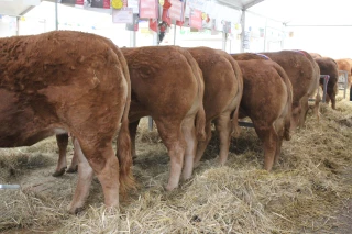 Quel est le palmarès des bovins limousins 2026 ? 