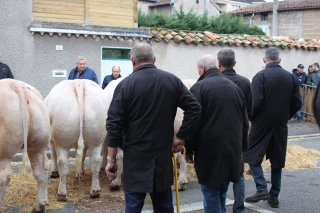 Comice de Feurs : quel est le palmarès des concours 2026 ? 
