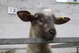 Quel est le palmarès des concours ovins 2026 ? 