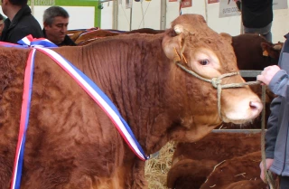 Quel est le palmarès des reproducteurs limousins ? 