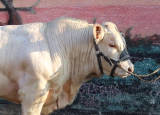 Quel est le palmarès du concours des reproducteurs charolais 2026 ? 