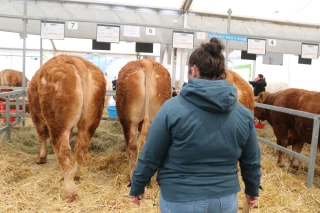 Concours bovins limousins à Feurs : jugement, qualités de race et ventes des reproducteurs