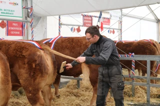 Chez les Limousins, au comice de Feurs, « sous les drapeaux, la qualité était au rendez-vous ! »