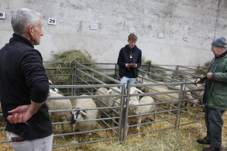 Agneaux : la nouvelle catégorie “races rustiques” fait ses preuves