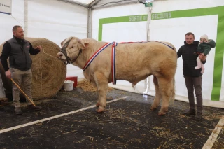 Reproducteurs charolais : la finesse de viande valorisée au comice de Feurs