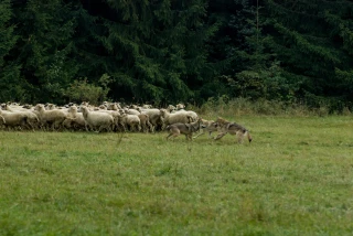 Dans la Loire, les éleveurs en colère : « Le loup n’a pas sa place chez nous ! »