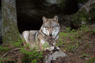 « Le loup et l’élevage sont incompatibles »