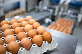 La consommation d’œufs va continuer de croître