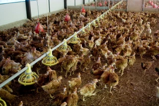 Œufs : la hausse des salmonelles inquiète la filière des poules pondeuses