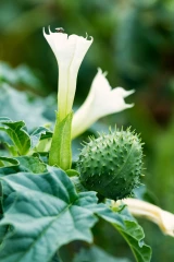 Identifier les plantes toxiques pour protéger les brebis