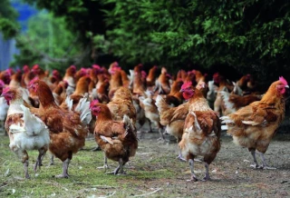 Poules, lapins, cochons : quels sont atouts de ces filières pour l’installation ?