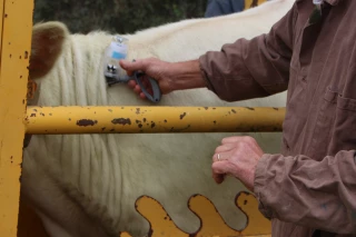 DNC dans la Loire : une aide MSA possible pour les éleveurs bovins en zone réglementée